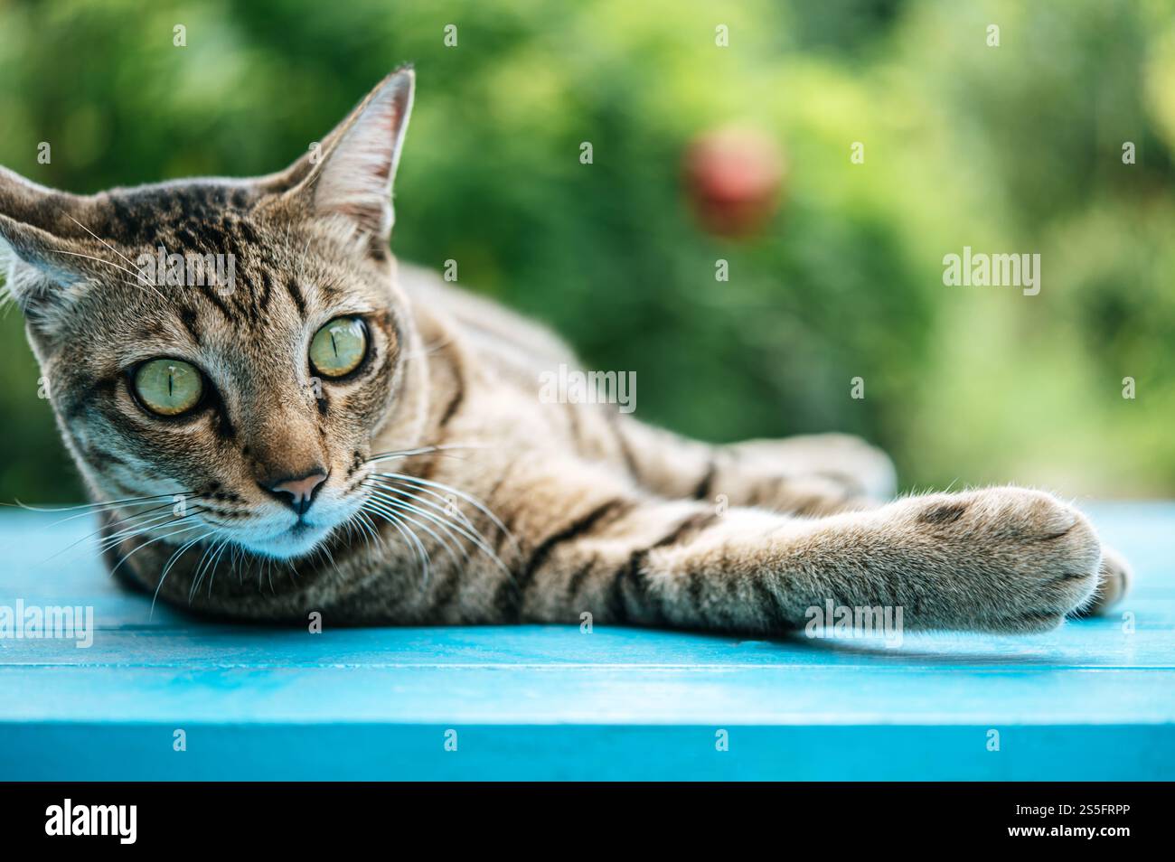 Nahaufnahme mit Fokus auf die Augen der gestreiften Katze schlafen auf einem blauen Zementboden. Stockfoto