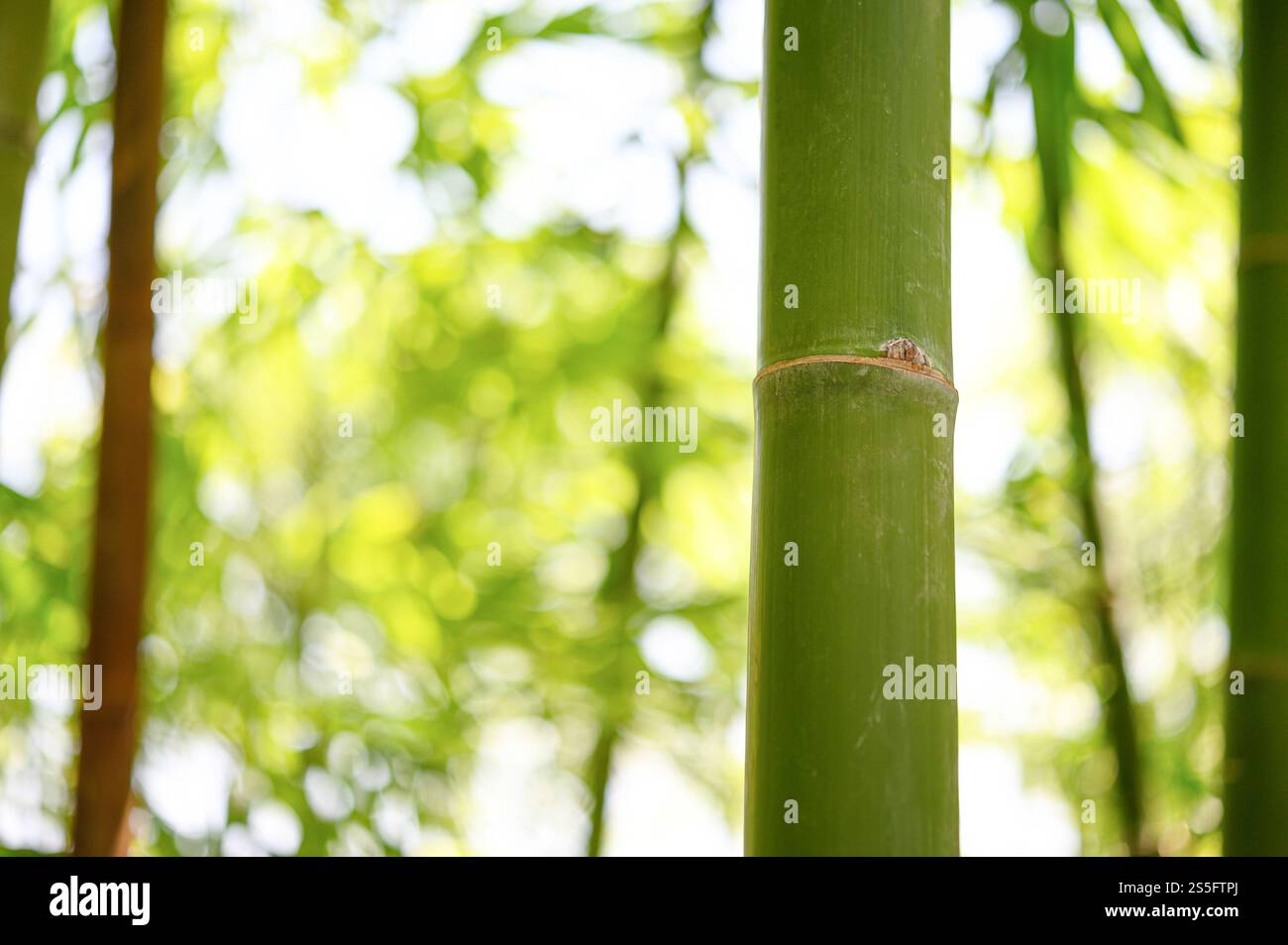 Bambuszweig im Wald, schöner grüner Naturhintergrund. Stockfoto