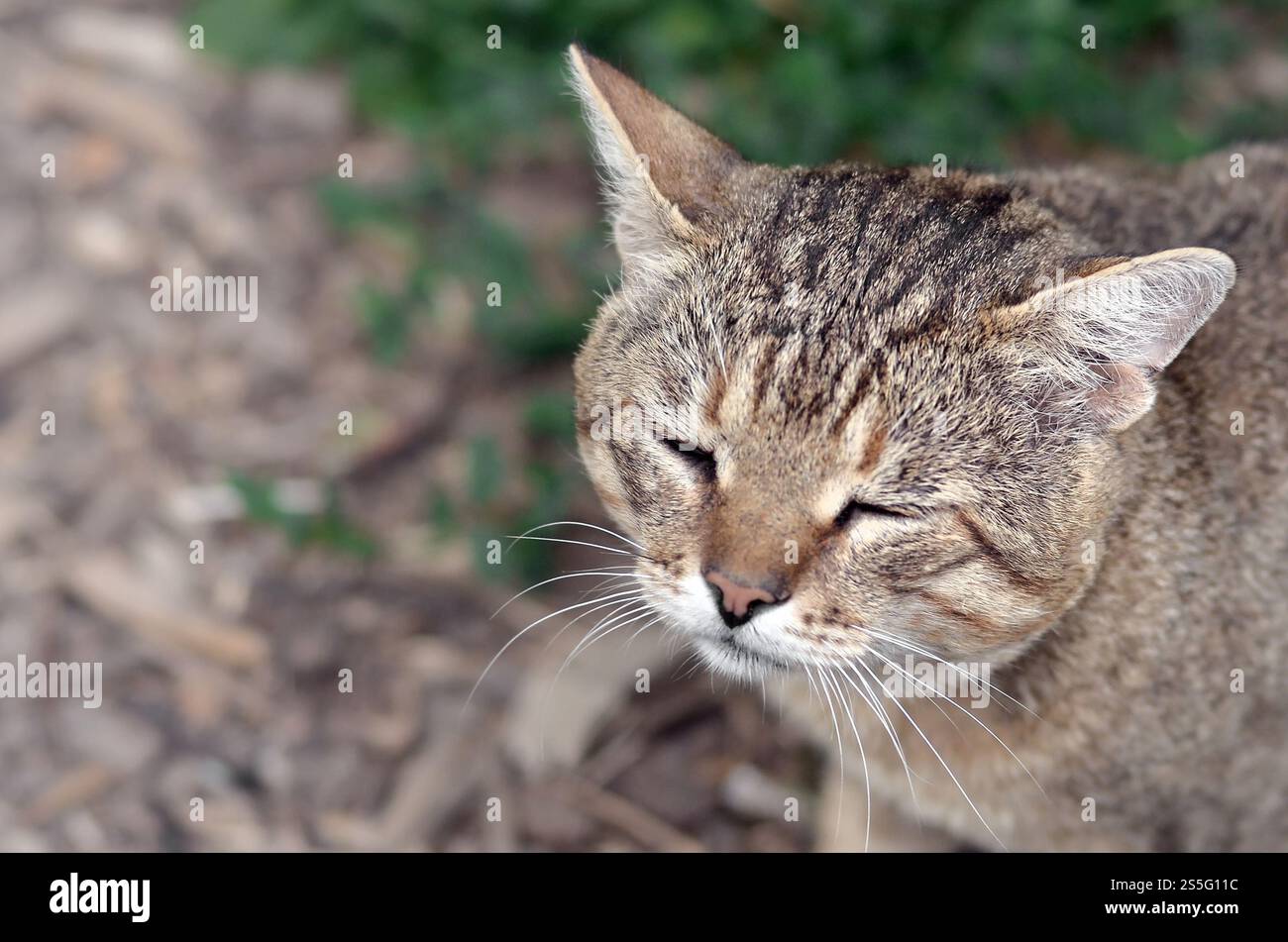Mündungsporträt einer grau gestreiften Tabbykatze mit grünen Augen, selektiver Fokus. Trauriges Stimmungskonzept. Trauriges Mündungsporträt einer grau gestreiften Tabbykatze mit Stockfoto