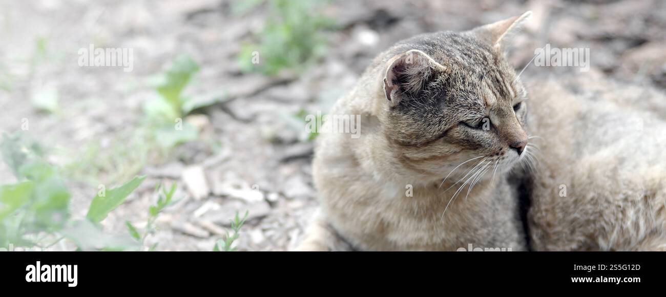 Mündungsporträt einer grau gestreiften Tabbykatze mit grünen Augen, selektiver Fokus. Trauriges Stimmungskonzept. Trauriges Mündungsporträt einer grau gestreiften Tabbykatze mit Stockfoto