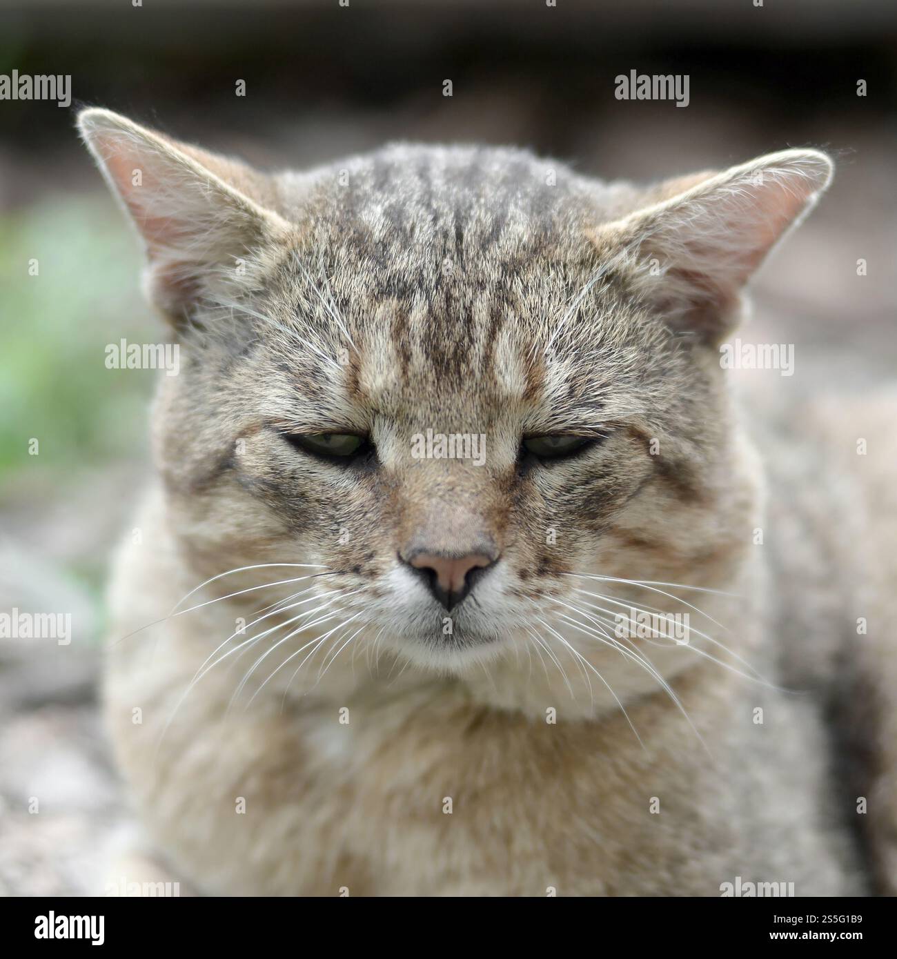Mündungsporträt einer grau gestreiften Tabbykatze mit grünen Augen, selektiver Fokus. Trauriges Stimmungskonzept. Trauriges Mündungsporträt einer grau gestreiften Tabbykatze mit Stockfoto