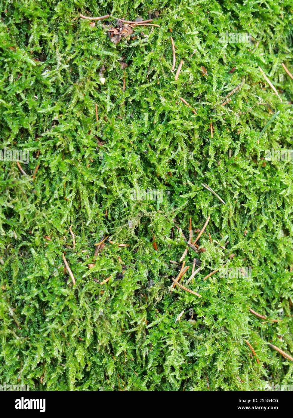 Faszinierendes Zypressen-Dormoos (Hypnum cupressiforme) im idyllischen Wald, gut geeignet für Hintergründe und Texturen Stockfoto