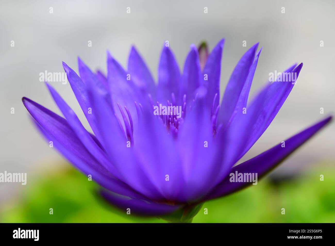 Eine lila Lotusblume, selektiver Fokus Stockfoto