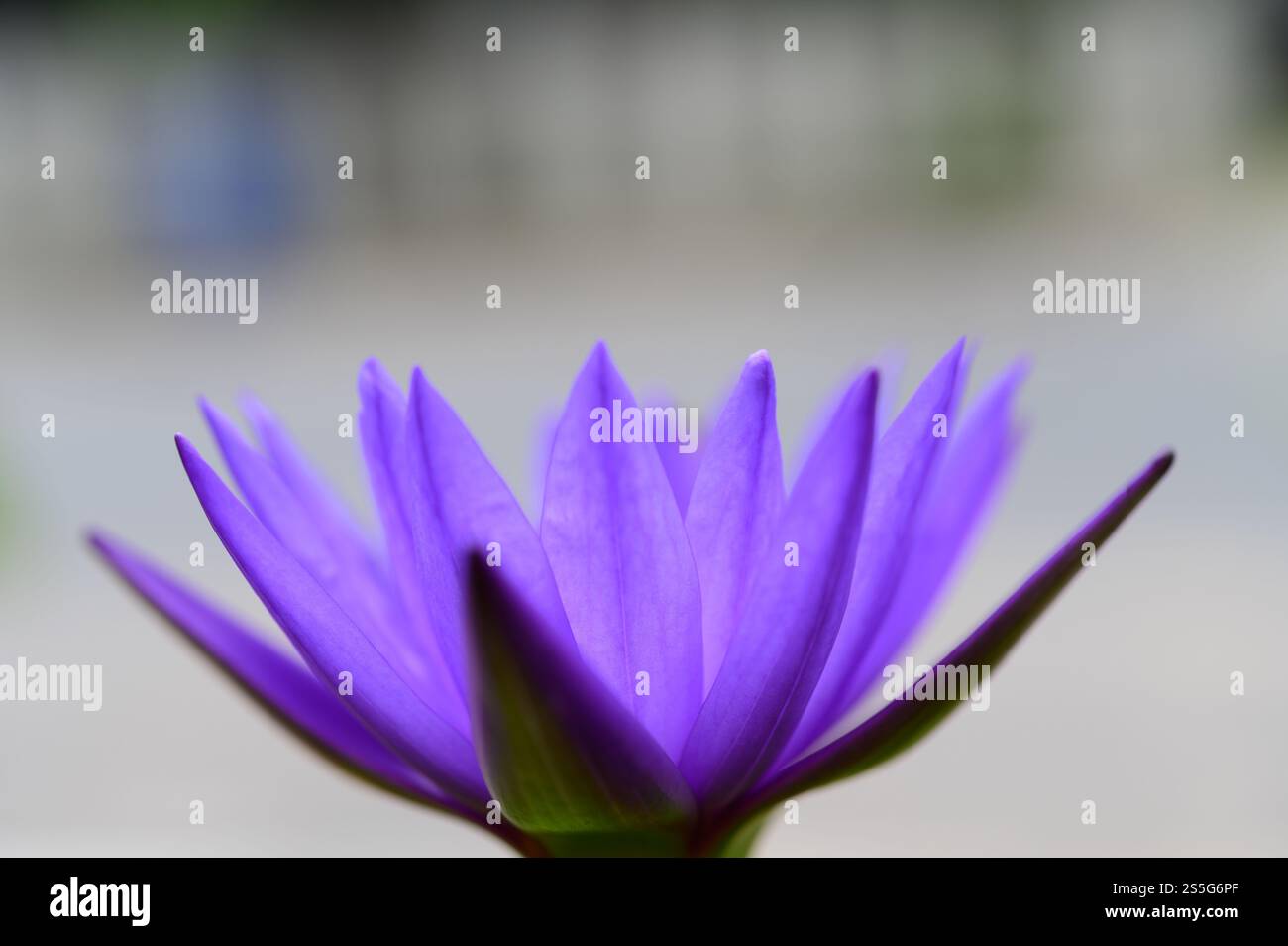 Eine lila Lotusblume, selektiver Fokus Stockfoto