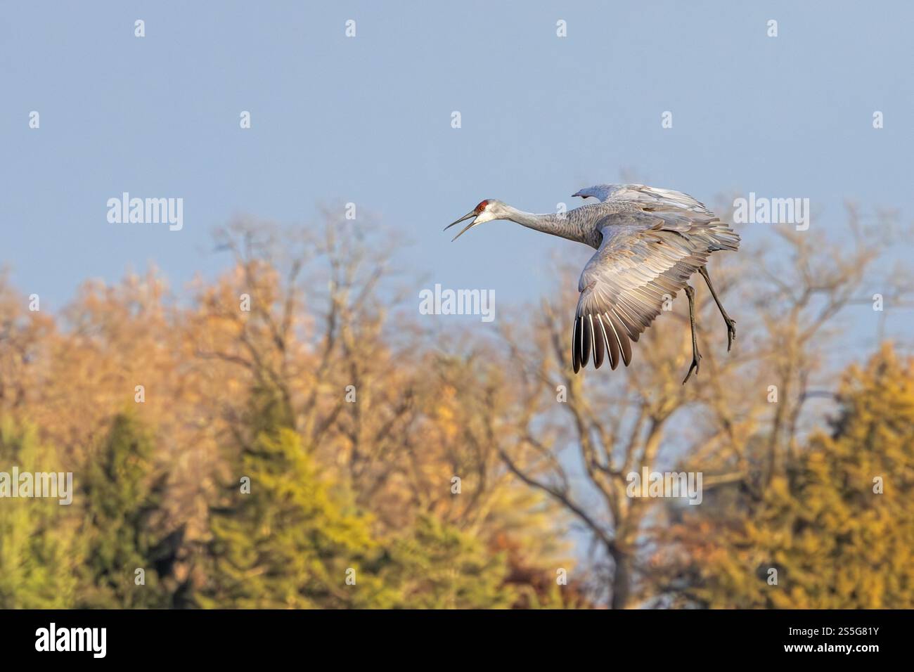 Mit seinen weit über den Herbstbäumen ausgebreiteten Flügeln ist ein Sandhügelkran-Fallschirm für eine Landung vorgesehen. Stockfoto
