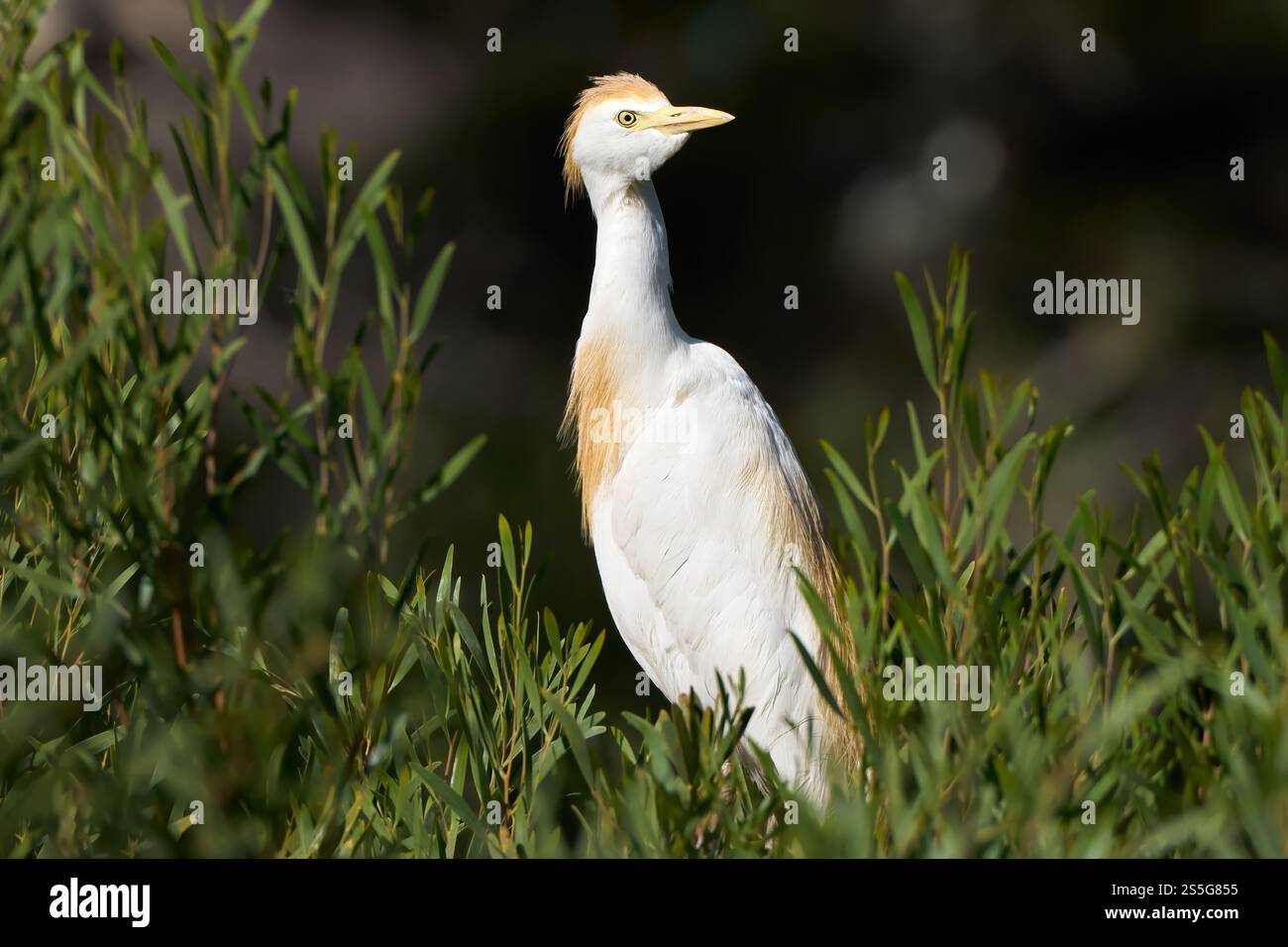 Westlicher Rinderreiher (Bubulcus ibis) im Zuchtgefieder mit Blick auf einen grünen Busch Stockfoto