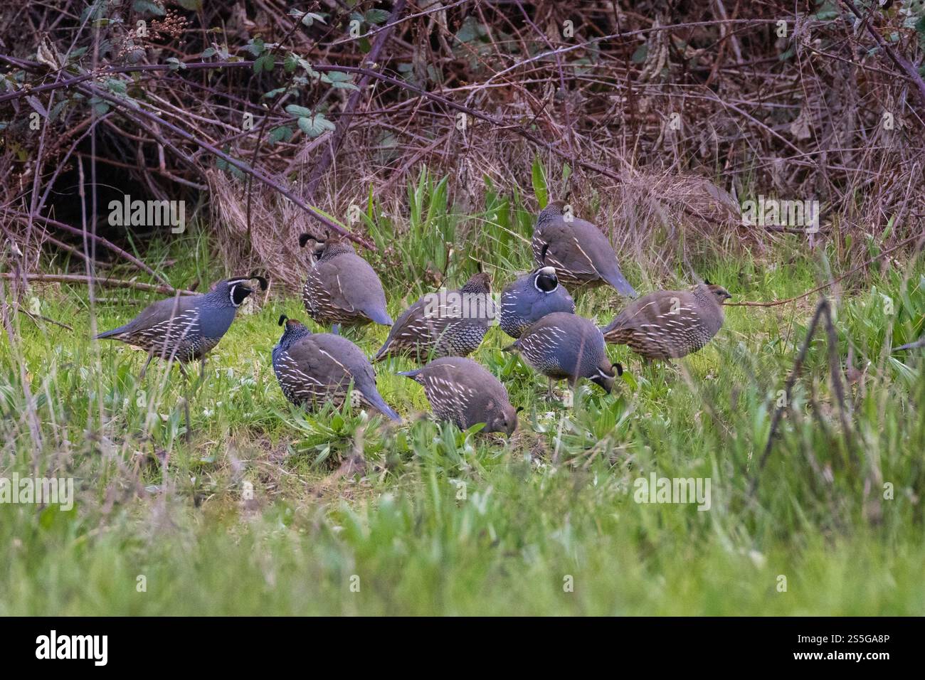 Ein Covey der kalifornischen Wachteln (Callipepla californica) sucht im Shasta County, Kalifornien, auf üppigem Gras und zeigt ihr filigranes Gefieder und natura Stockfoto