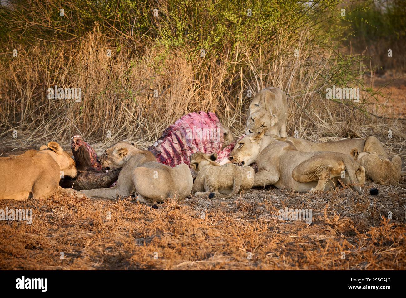 Stolz der Löwin (Panthera leo) bei Buffalo Kill, South Luangwa National Park, Mfuwe, Sambia, Afrika Stockfoto