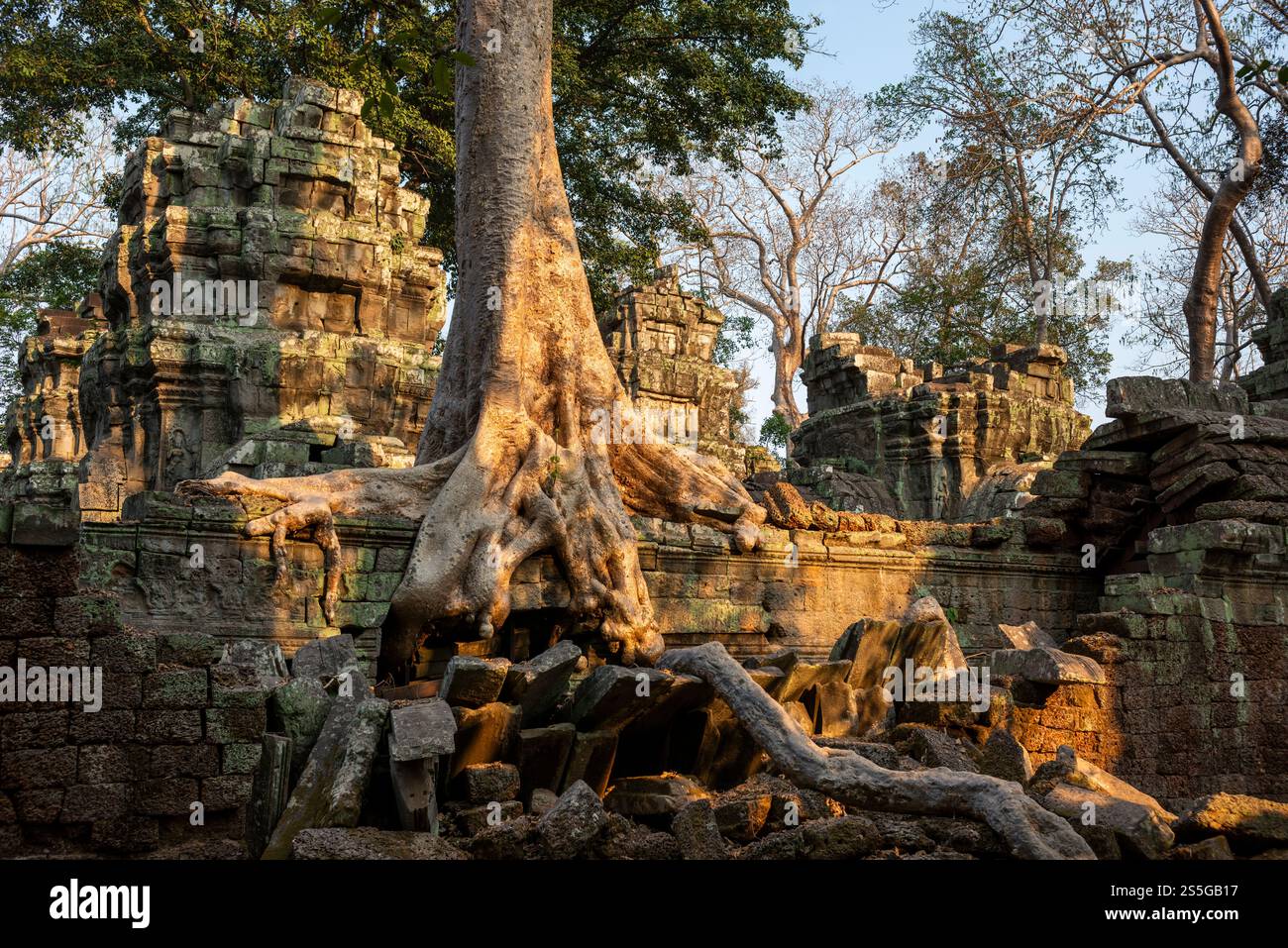 TA Prohm Tempel in Angkor, Kambodscha, Südostasien Stockfoto