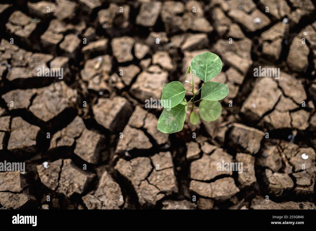 Bäume, die in trockener, rissiger, trockener Erde in der Trockenzeit wachsen, globale Erwärmung Stockfoto