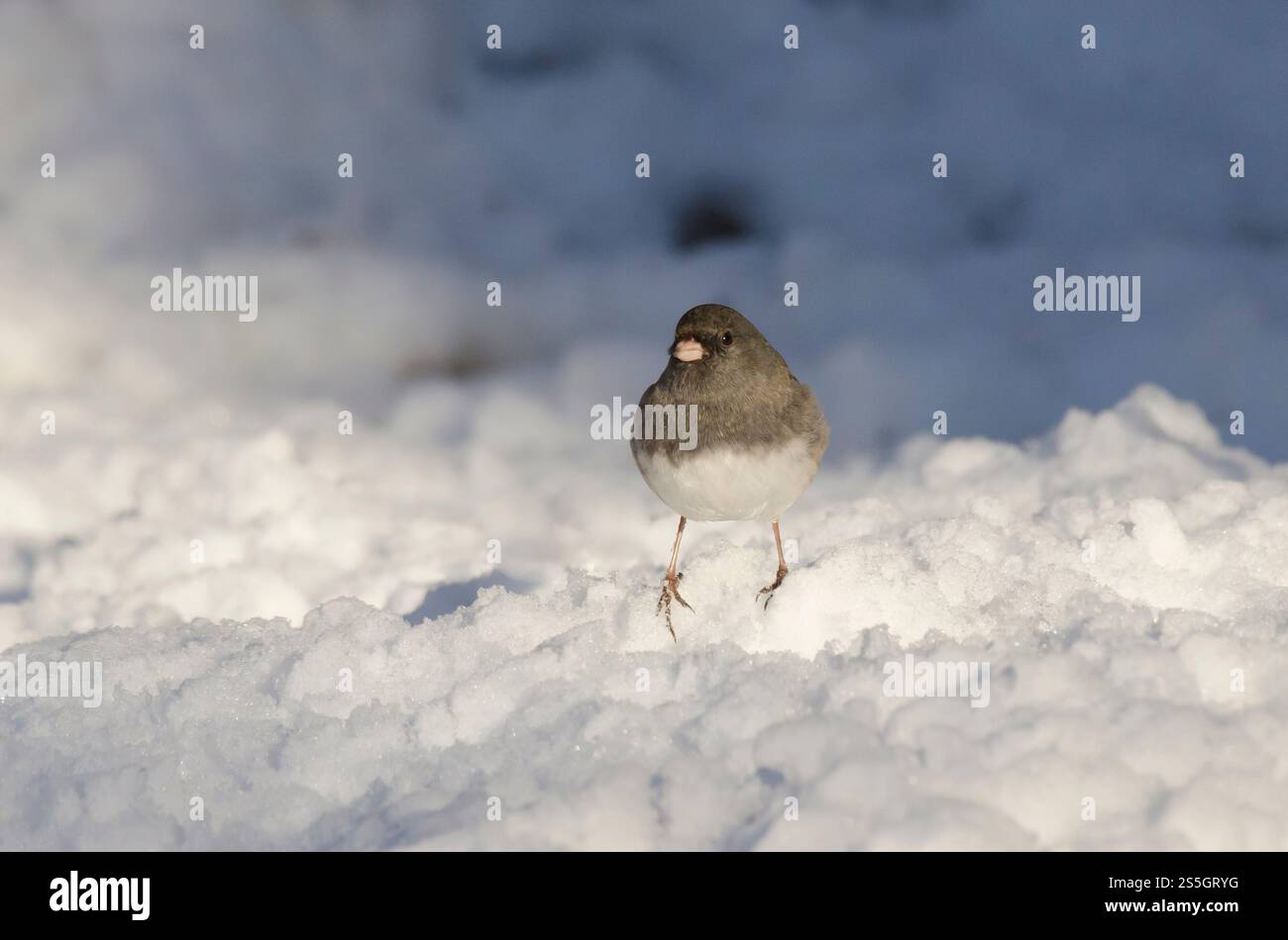 Dunkeläugiger Junco, Junco hyemalis, auf Schnee unterwegs Stockfoto