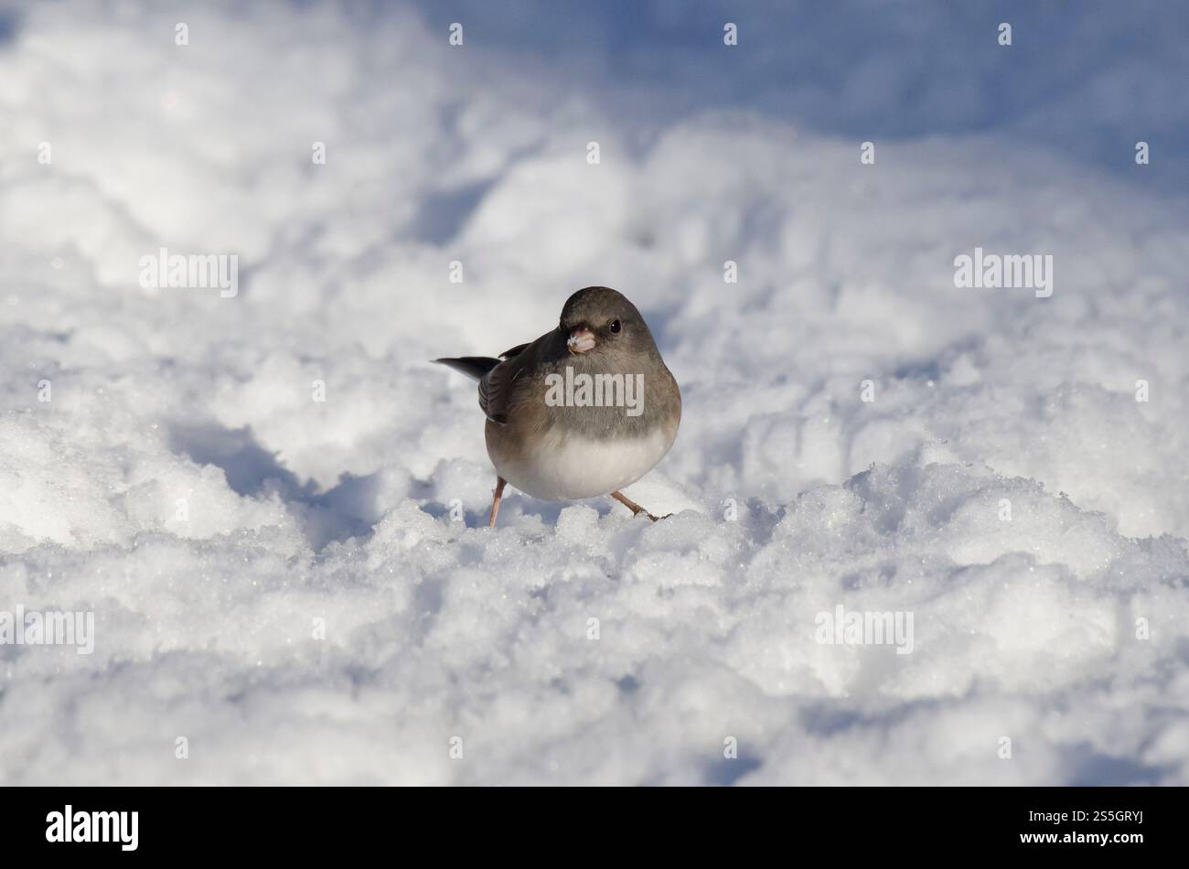 Dunkeläugiger Junco, Junco hyemalis, auf Schnee unterwegs Stockfoto