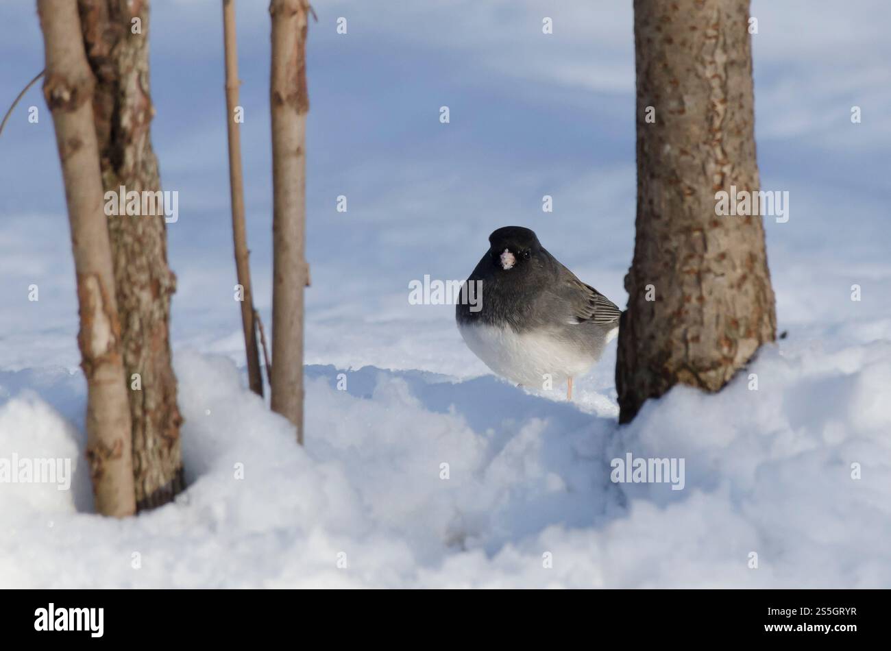 Dunkeläugiger Junco, Junco hyemalis, auf Schnee unterwegs Stockfoto