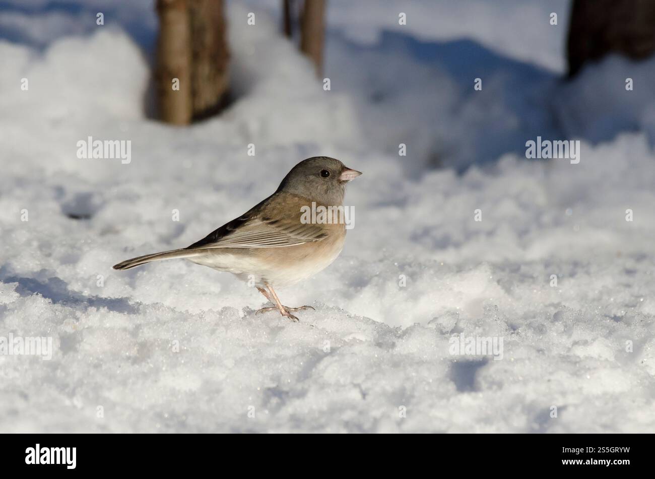 Dunkeläugiger Junco, Junco hyemalis, auf Schnee unterwegs Stockfoto