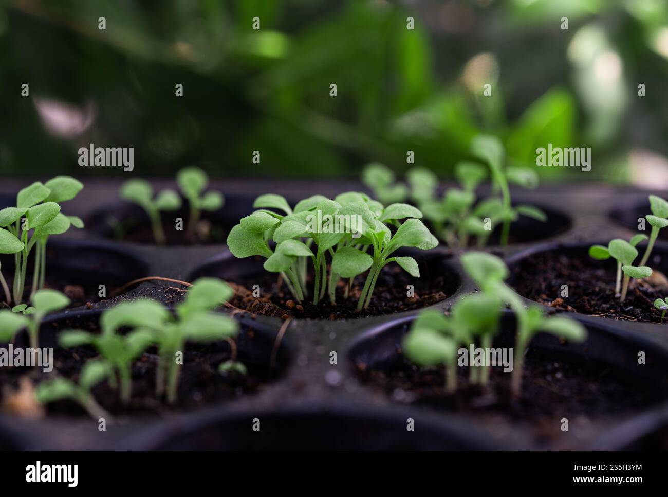 Setzlinge in der Pflanzschale. Selektiver Fokus. Stockfoto