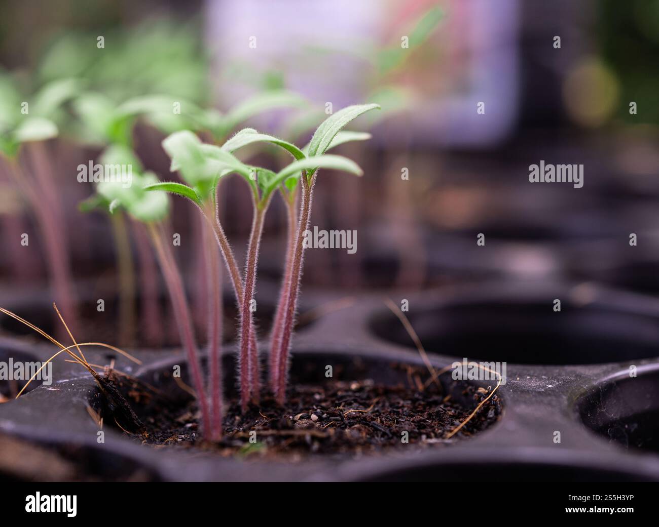 Setzlinge in der Pflanzschale. Selektiver Fokus. Stockfoto