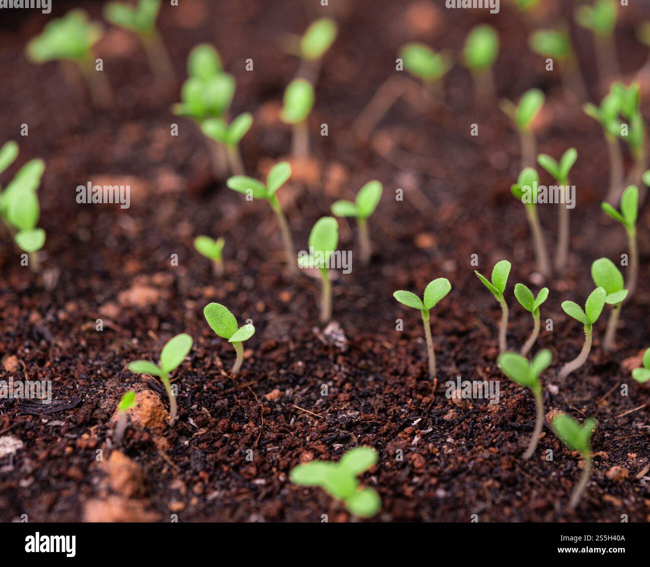 Setzlinge in der Pflanzschale. Selektiver Fokus. Stockfoto