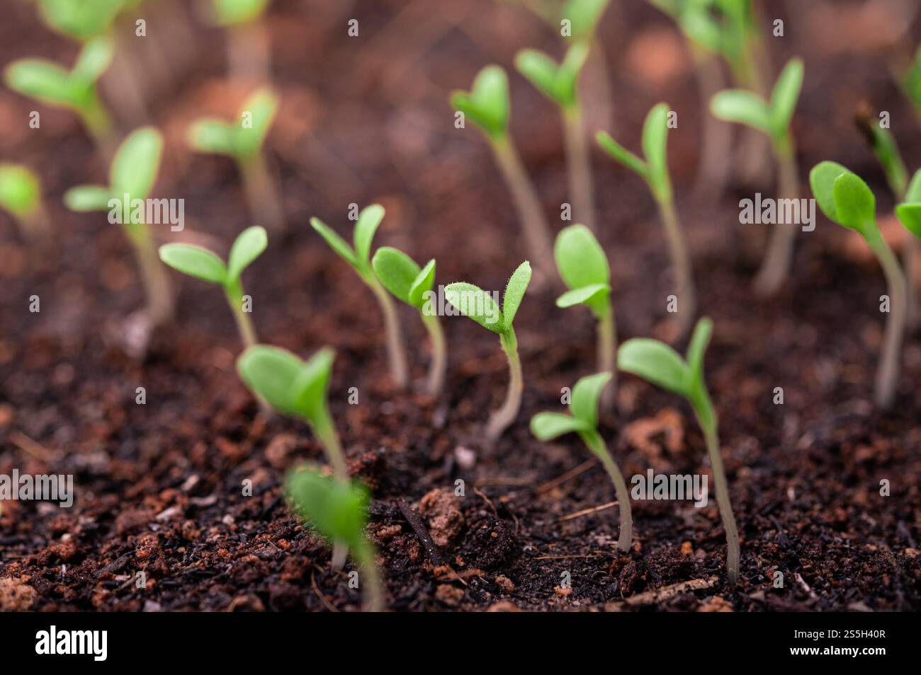 Setzlinge in der Pflanzschale. Selektiver Fokus. Stockfoto