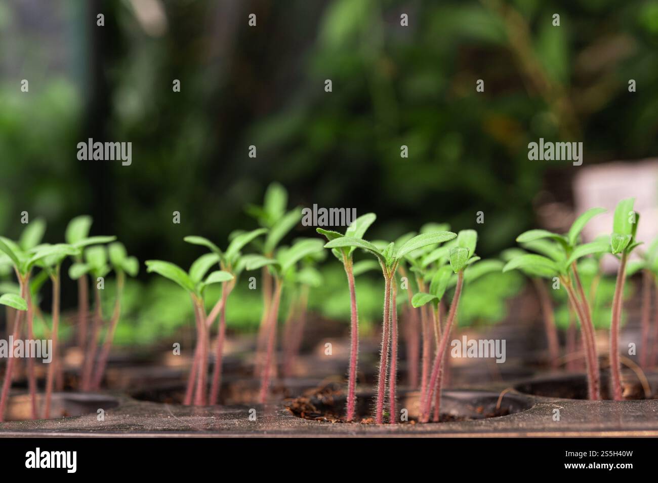 Setzlinge in der Pflanzschale. Selektiver Fokus. Stockfoto