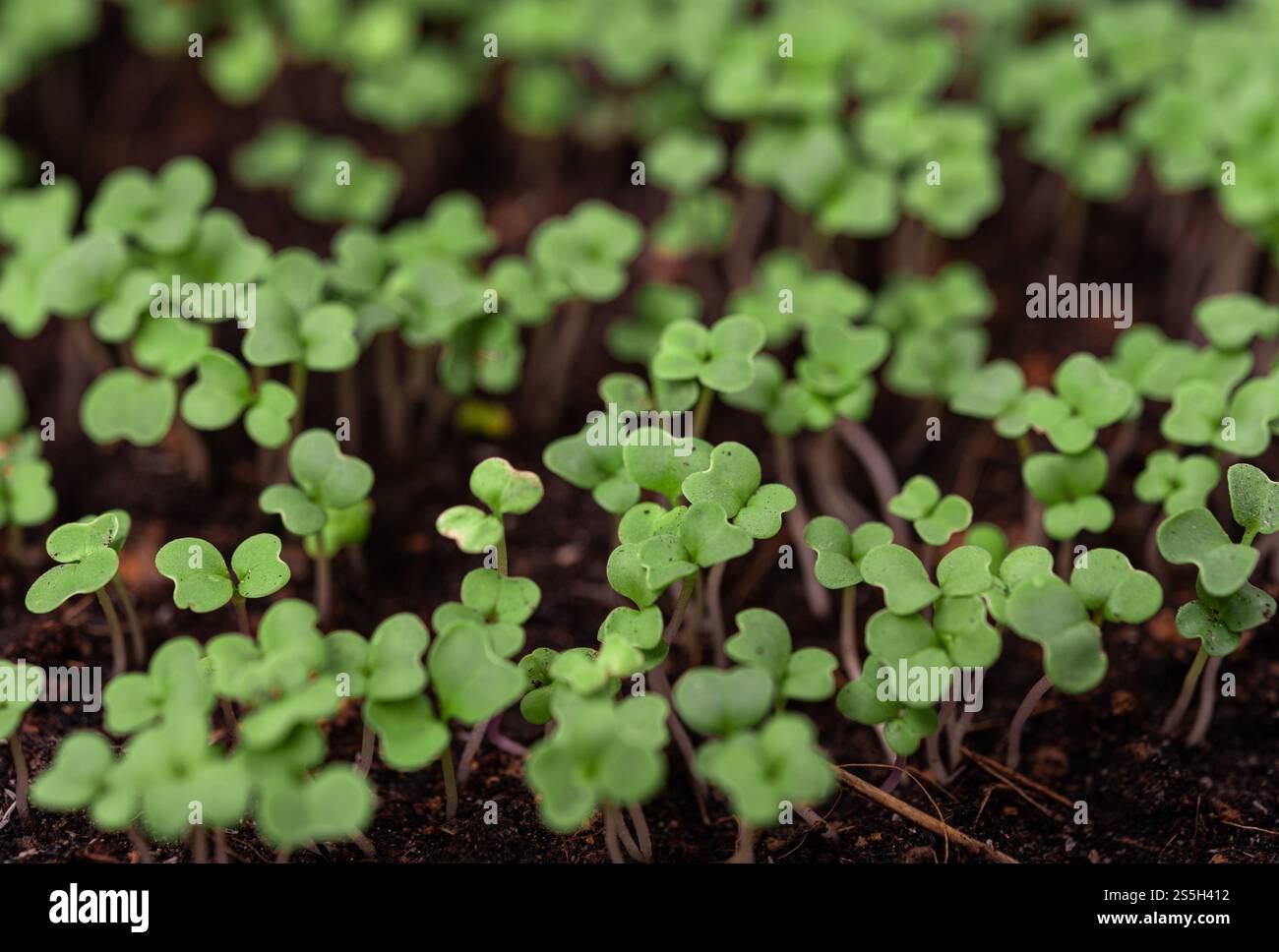 Setzlinge in der Pflanzschale. Selektiver Fokus. Stockfoto