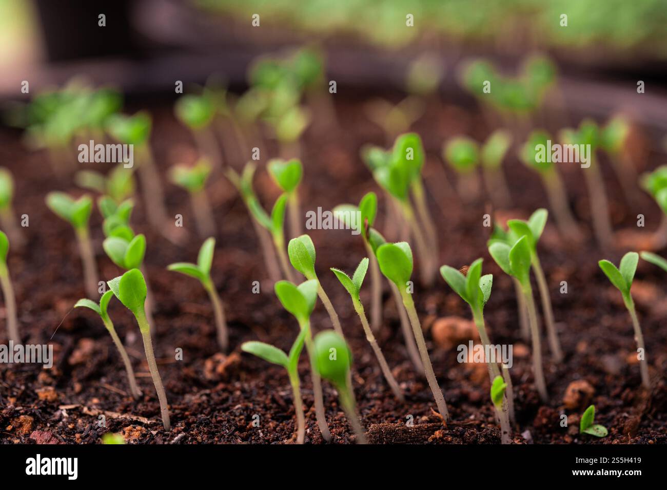 Setzlinge in der Pflanzschale. Selektiver Fokus. Stockfoto