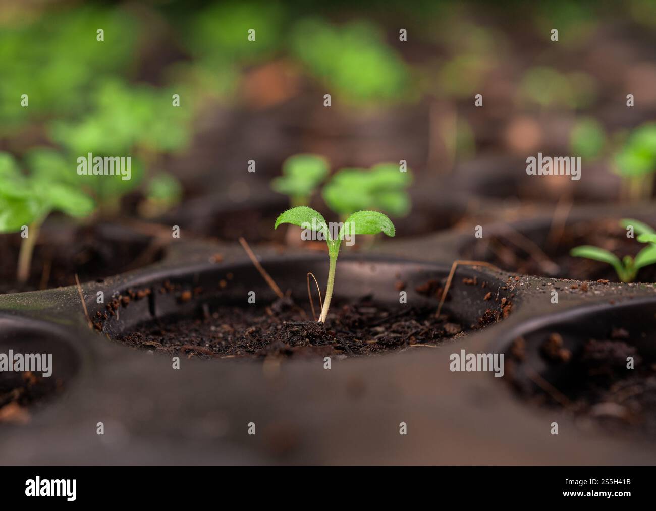 Setzlinge in der Pflanzschale. Selektiver Fokus. Stockfoto