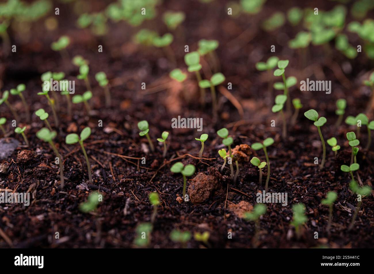 Setzlinge in der Pflanzschale. Selektiver Fokus. Stockfoto