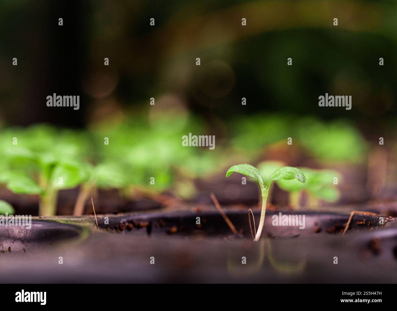Setzlinge in der Pflanzschale. Selektiver Fokus. Stockfoto