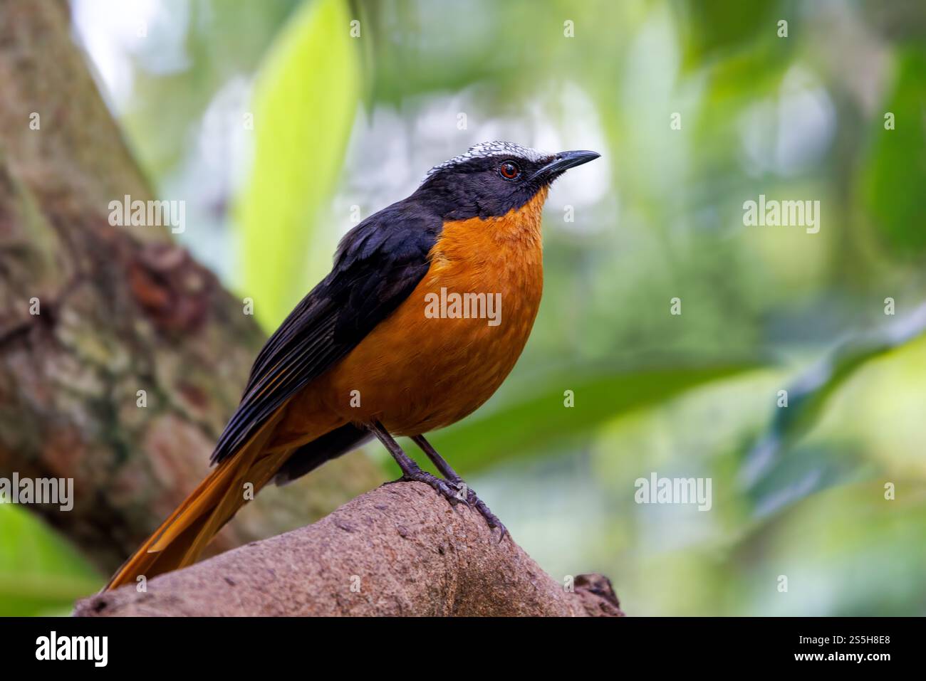 Ein weiß gekrönter robin-Chat, ein Land- und nicht-wandernder Vogel, der in Afrika endemisch ist und in trockener Savanne und subtropischen oder tropischen feuchten Sträuchern vorkommt Stockfoto