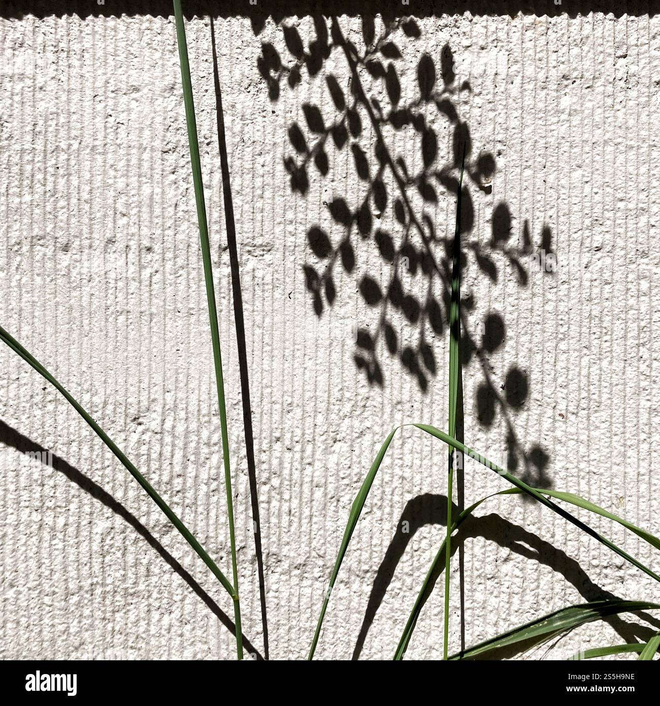 Künstlerische Komposition Grashalme und ihre Schatten auf einem texturierten Betonwandhintergrund - Smartphone-aufgenommenes Stockfoto