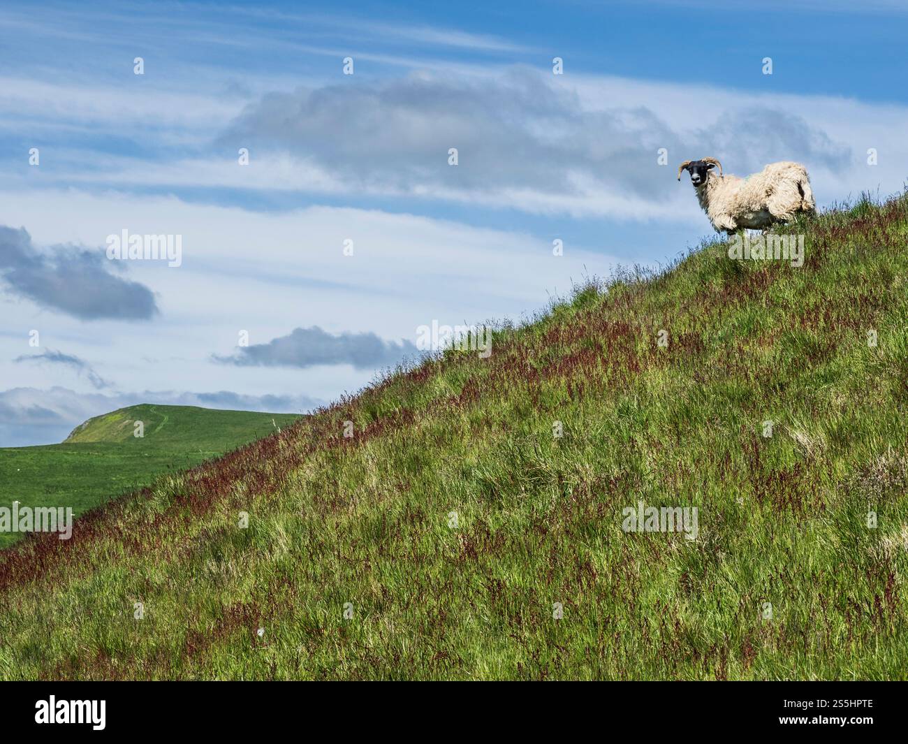Clennel, Northumberland. Landschaft der Cheviot Hills. Cheviot Blackface Sheeo auf Clennel Hill. Stockfoto