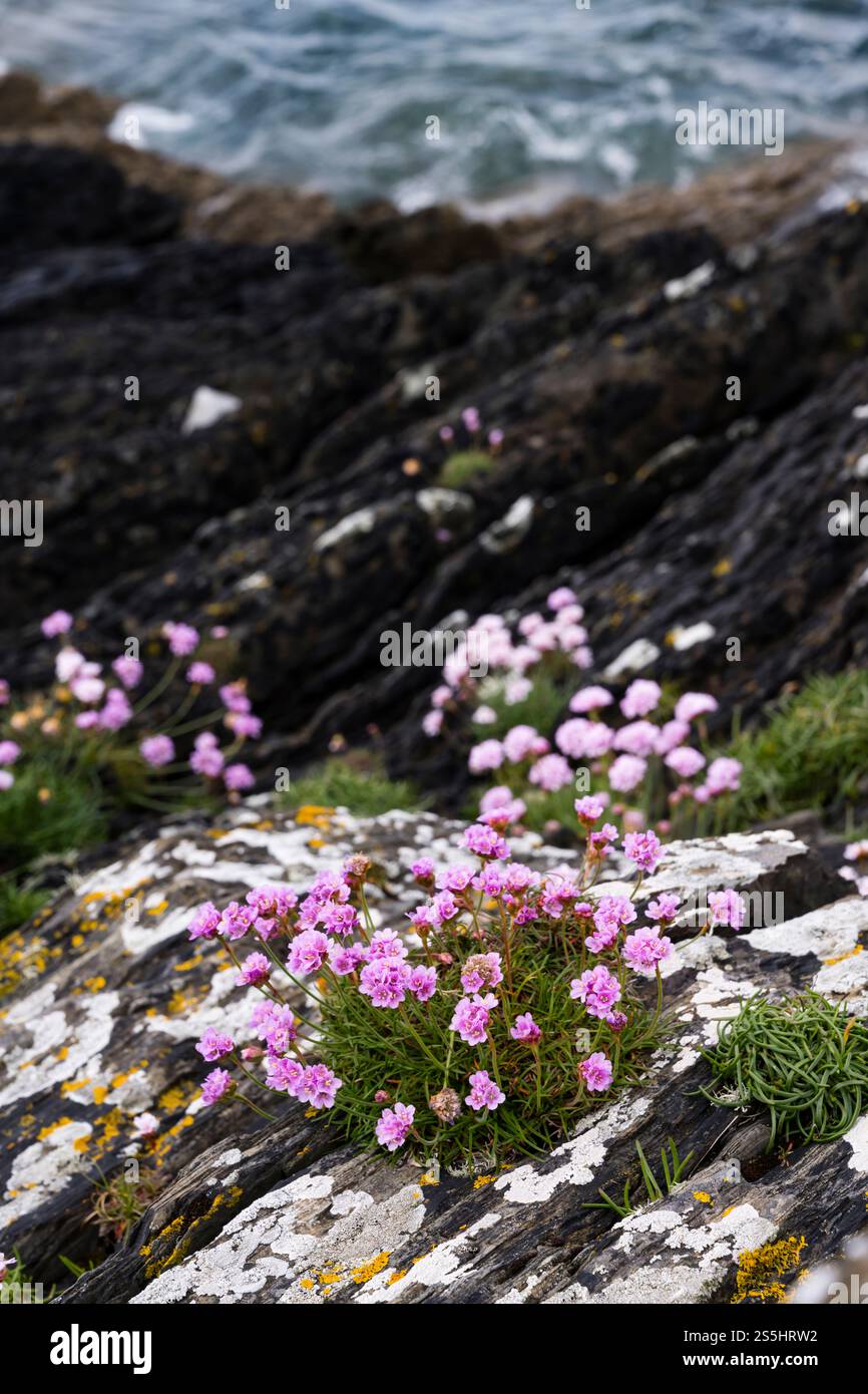 Rosafarbene Seeblüten oder Armeria maritima, die auf zerklüfteten Klippen an der irischen Atlantikküste wachsen Stockfoto