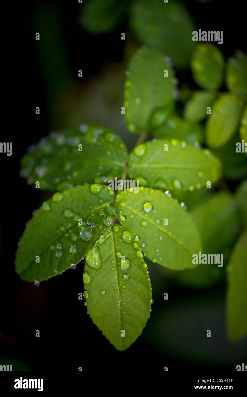 Regentropfen auf grünem Blatt der wilden Rosenpflanze, Makronaht Stockfoto