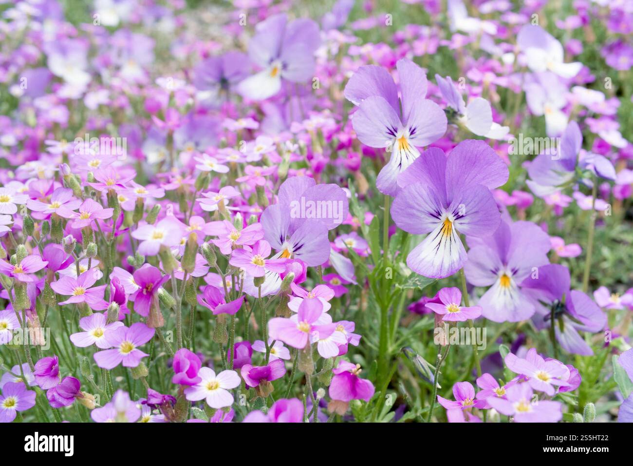 Lila Stiefmütterchen und rosafarbene Vergissmeinsblumen im Sommerblumengarten, Nahaufnahme. Stockfoto