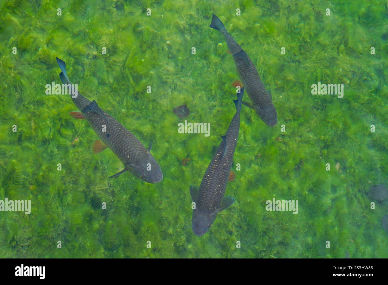 Eine Gruppe von Fischen schwimmt im grünlich klaren Wasser, eine Gruppe von Fischen unter Wasser Stockfoto