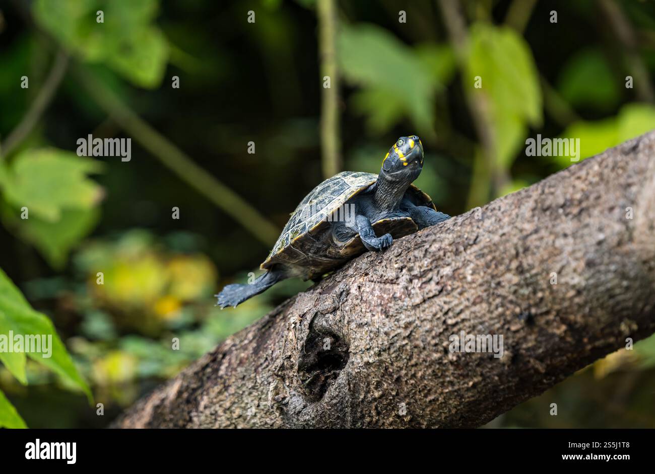 Eine gelbfleckige Flussschildkröte (Podocnemis unifilis), die auf einem Zweig trocknet, Amazonas-Regenwald, Yasuni-Nationalpark, Ecuador, Südamerika Stockfoto