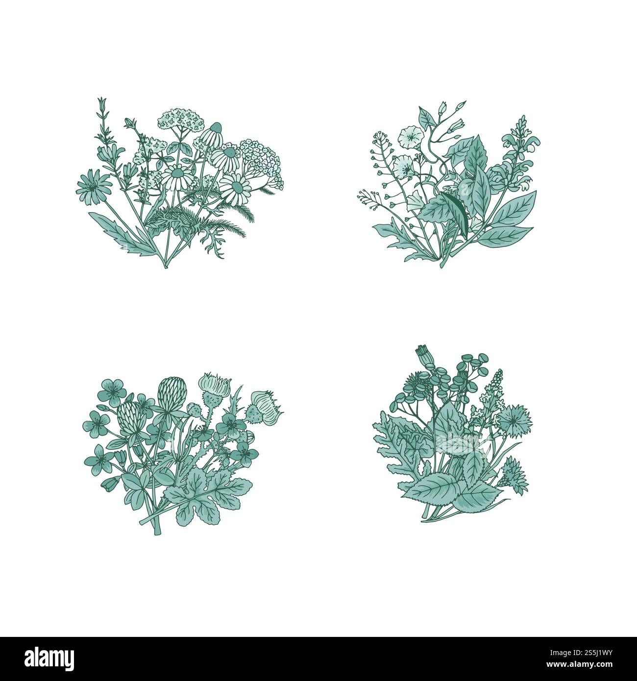 Vektor Hand gezeichnete medizinische Kräuter Blumensträuße Set Illustration. Kräuter-Naturstrauß, botanische Heilflora. Vektor Hand gezeichnete medizinische Kräuter Blumensträuße Set Illustration Stock Vektor