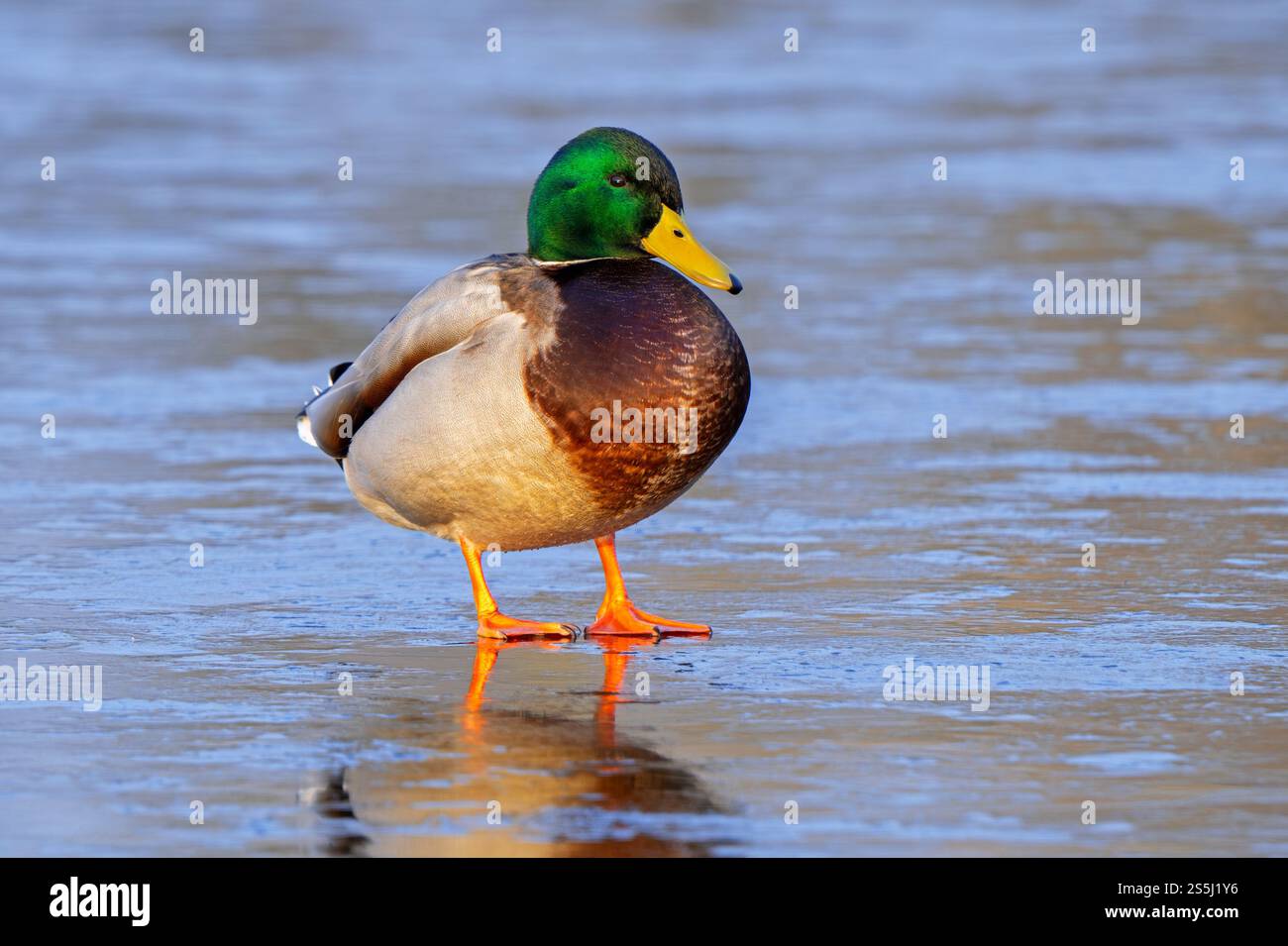 Stockenten / Wildenten (Anas platyrhynchos) männlich / drake, der im Winter auf Eis eines gefrorenen Teichs ruht Stockfoto