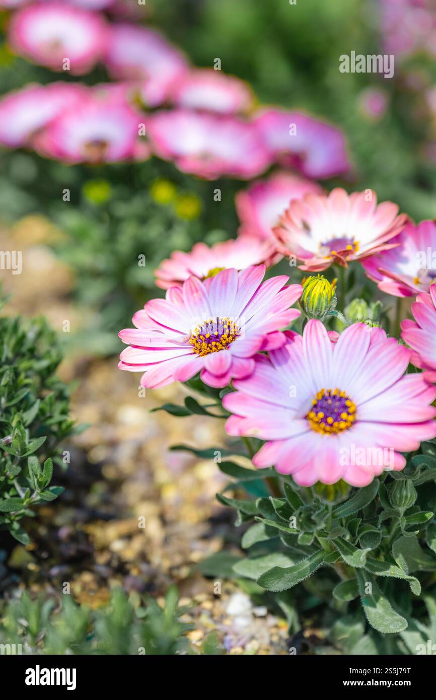 Osteospermum spp Cape Daisy, Trailing African Daisy, Blue-Eyed Daisy. Stockfoto