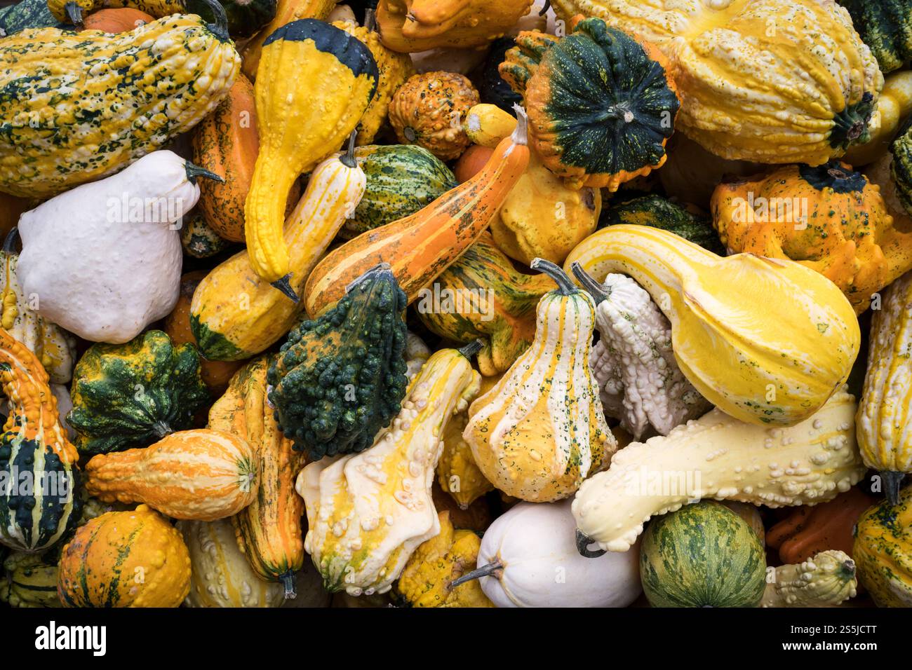 Verschiedene bunte Zierkürzel werden auf dem Herbst-Kürbisfestival gezeigt Stockfoto