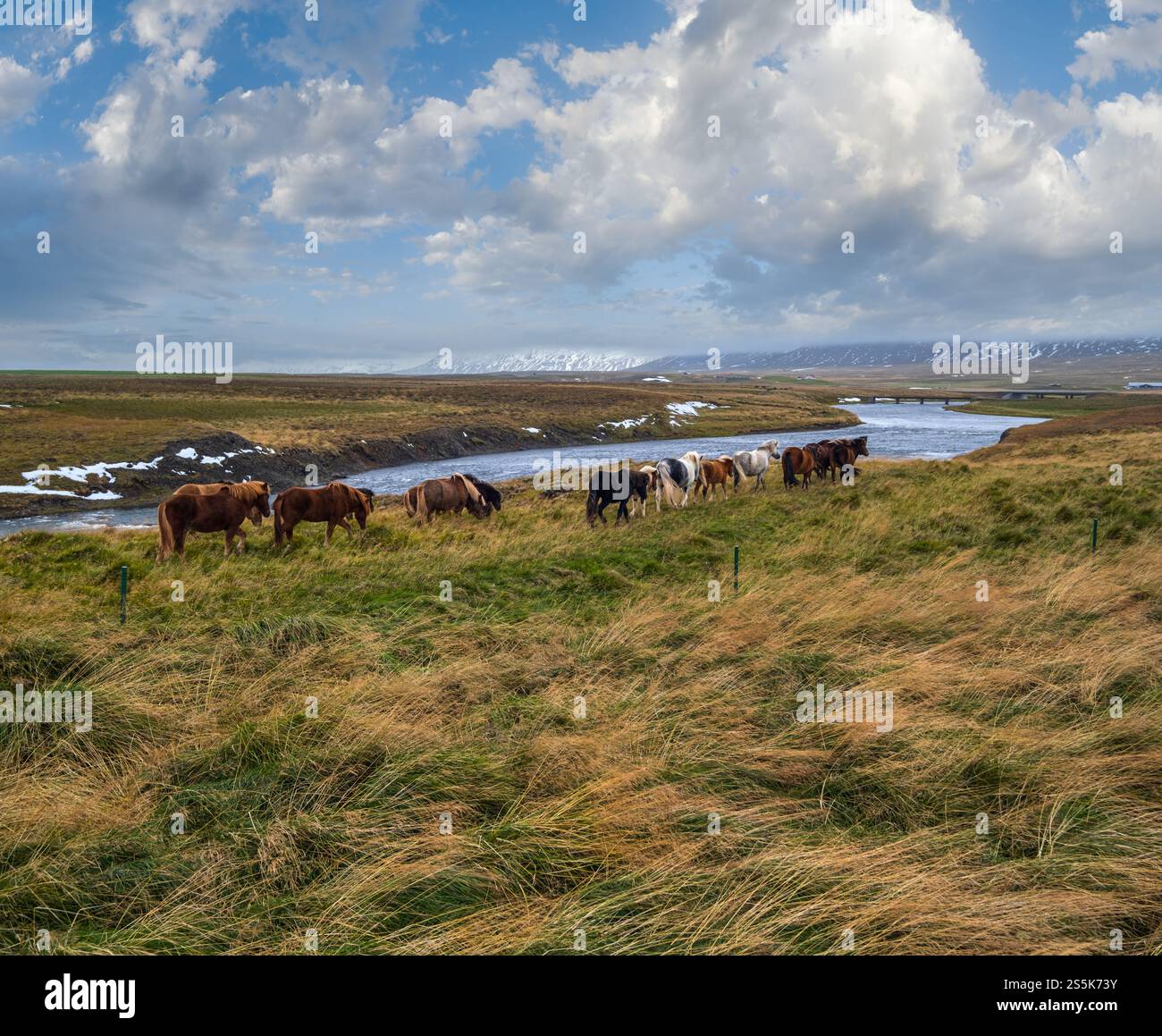 Islandpferde grasen auf West Island, Halbinsel Vatnsnes. Nur eine Pferderasse lebt in Island. Wunderschön und gepflegt Isländisch Stockfoto