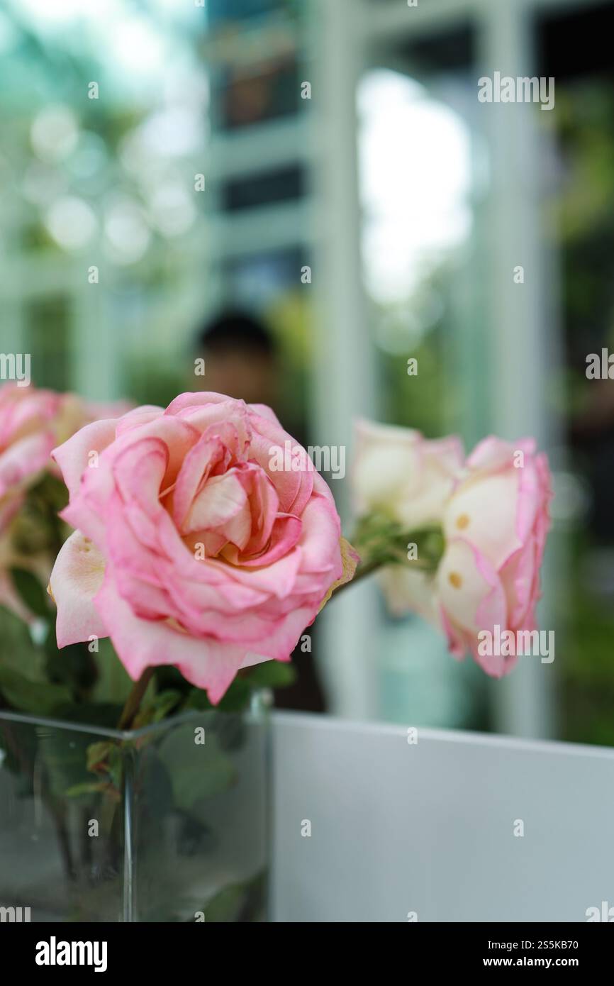 Natürliche rosa Rosen Blume in Vase steht auf dem Tisch in einem Café für Hintergrund. Stockfoto