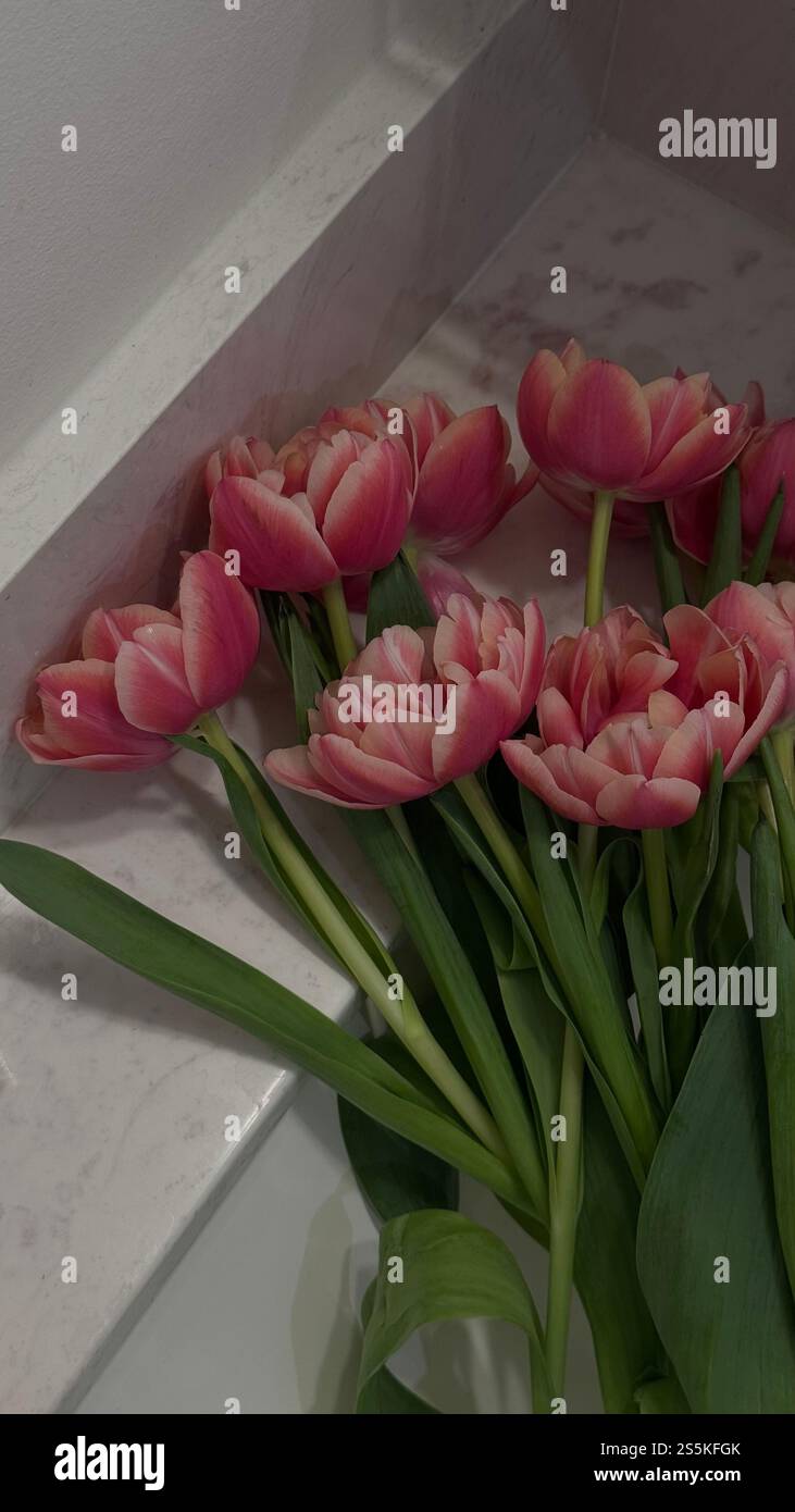 Ästhetisches pinkfarbenes Pfingstrosen-Tulpenstrauß - Smartphone-aufgenommenes Stockfoto
