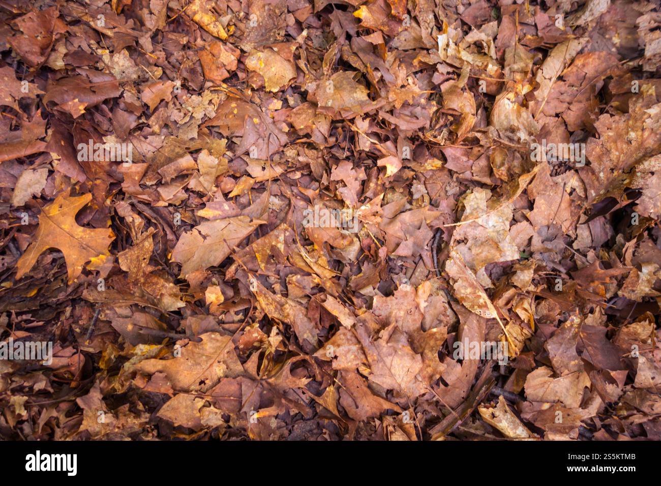 Trockene tote Blätter auf dem Boden. Braune Herbsthintergrundstruktur. Trockene tote Blätter auf dem Boden. Herbsthintergrundstruktur Stockfoto