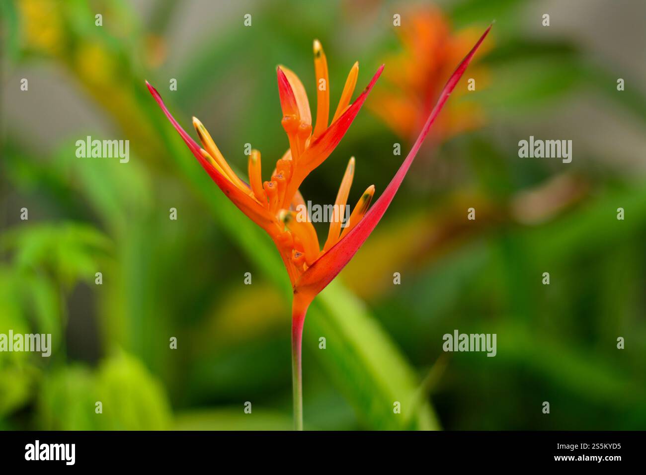 Helikonia ist eine lebendige tropische Blume, die für ihre exotischen und farbenfrohen Blütenstände bekannt ist. Mit seinen Blütenblättern in Rot-, Orange-, Gelb- und Grüntönen, Stockfoto