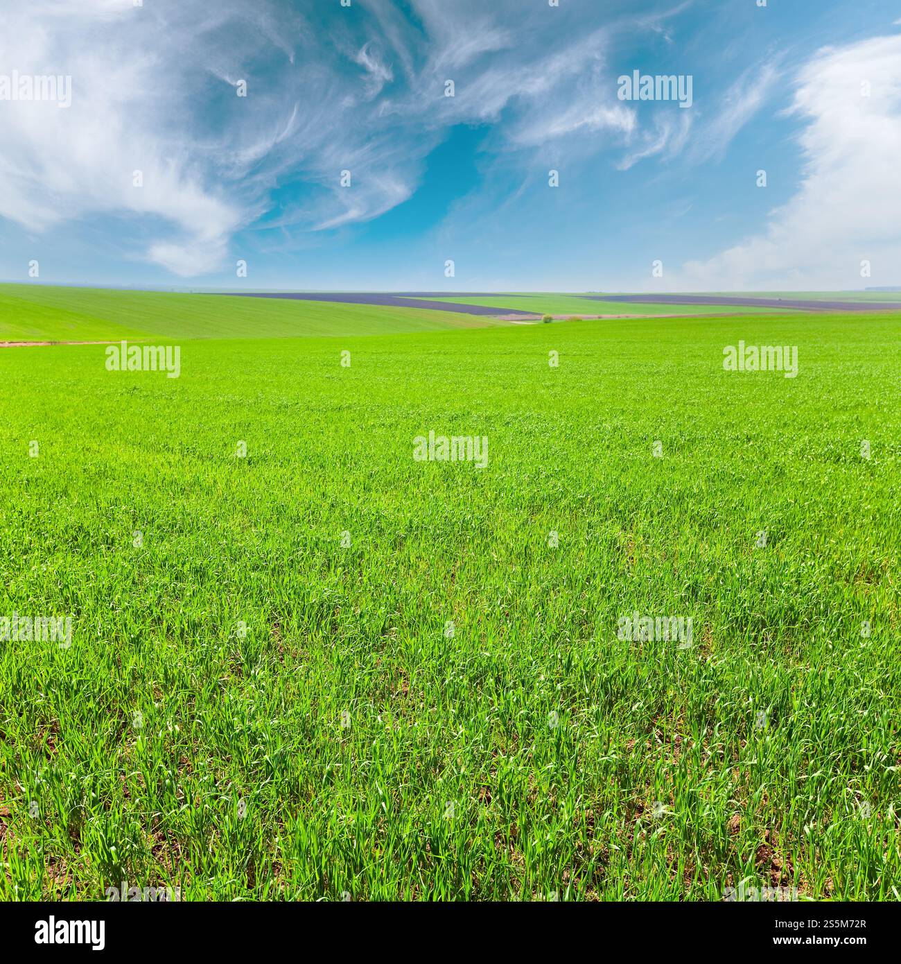 Wunderschönes sonniges Frühlingsweizenfeld (Landschaftslandschaft). Stockfoto