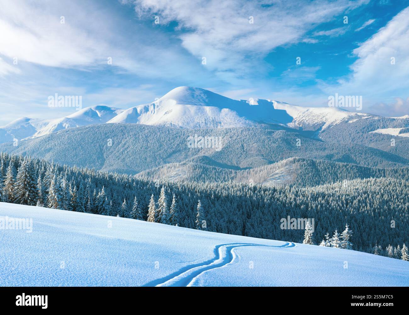 Im Winter am Vormittag ruhige Berglandschaft mit Skipiste und Nadelwald am Hang (Blick auf die Gouverneur - der höchste Berg der ukrainischen Karpaten). Stockfoto