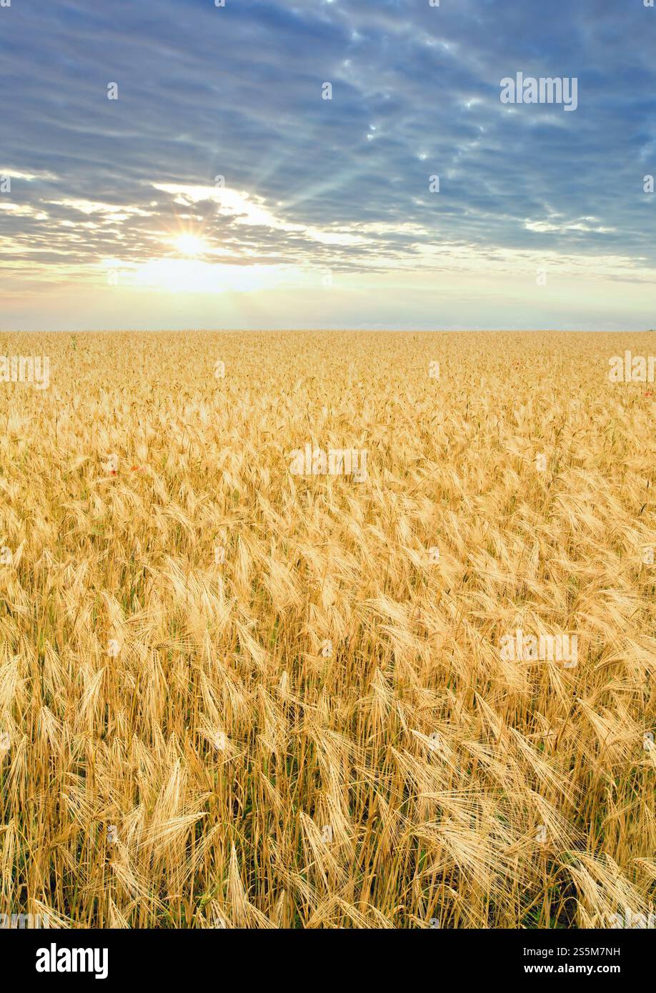 Wunderschönes Sommerweizenfeld und. Stockfoto