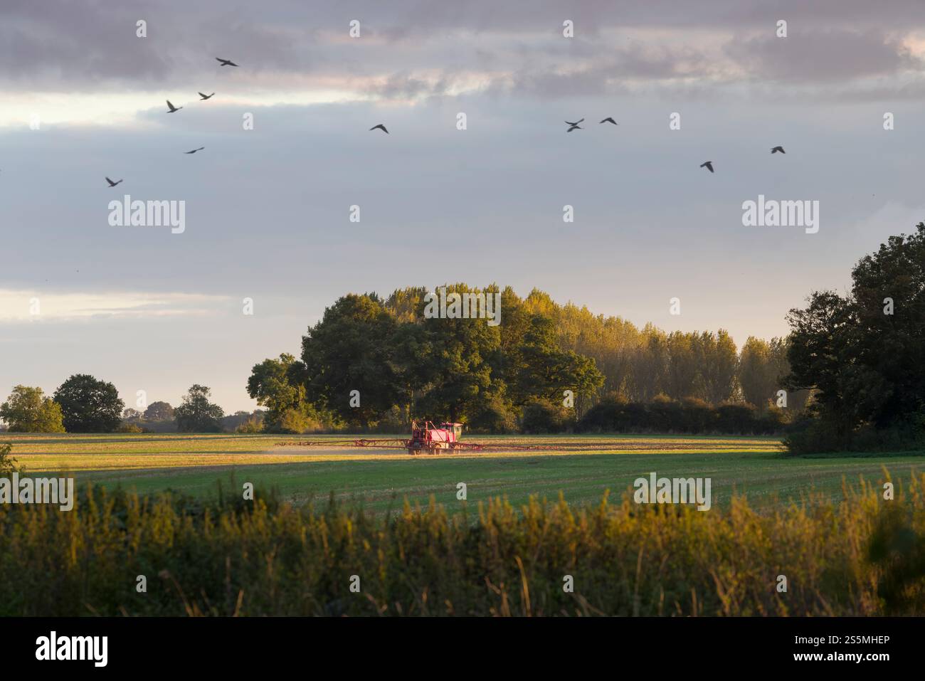 Feldspritze zum Spritzen von Feldfrüchten auf einem Feld bei Sonnenuntergang im ländlichen Buckinghamshire. Englische ländliche Szene, Großbritannien Stockfoto