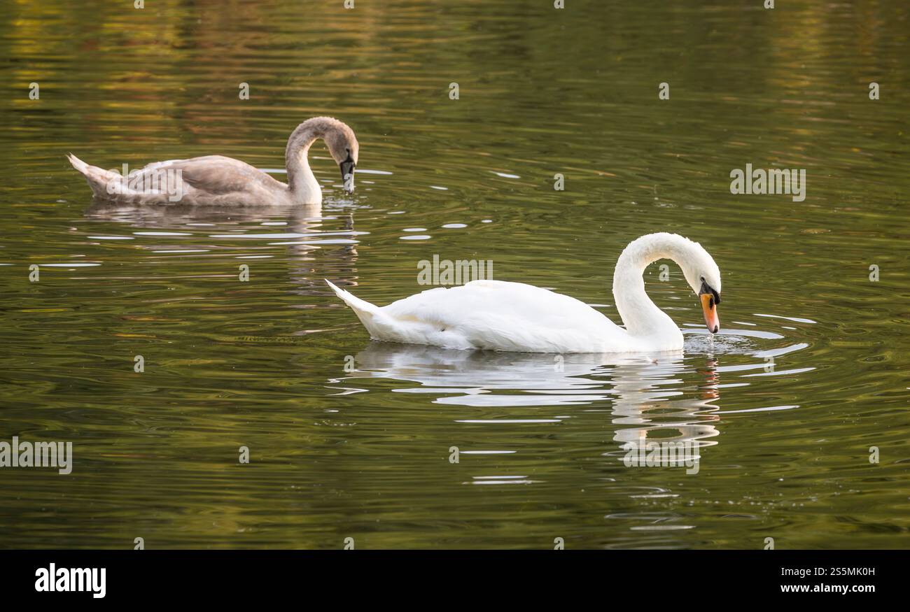 Stummer Schwan (Cygnus olor) mit cygnet schwimmt auf dem Fluss Nidd, Nidderdale, Yorkshire Dales, North Yorkshire, Großbritannien Stockfoto